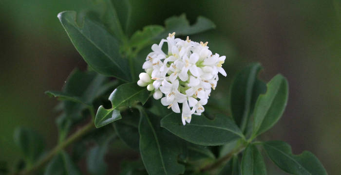 Troène commun (Ligustrum vulgare)