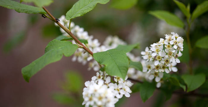 Bois-puant, merisier à grappes (Prunus padus)