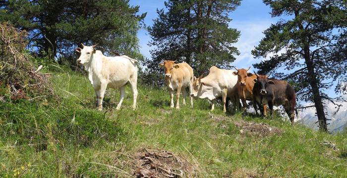 Des zébus nains au pâturage