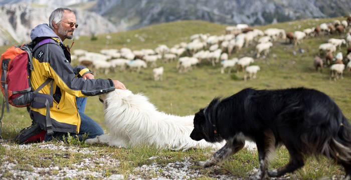 Herdenschutzhund  © Luka Tomac / Friends of the Earth Europe