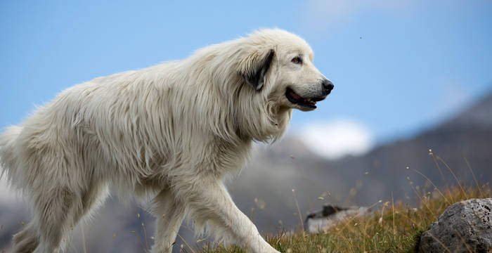 Chien de protection des troupeaux © Luka Tomac / Friends of the Earth Europe