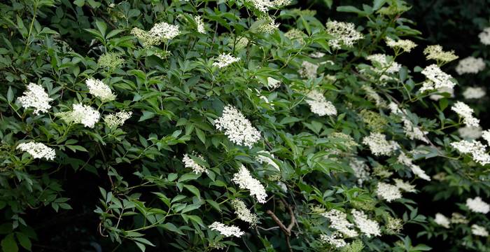 Sureau (Sambucus)