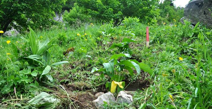 Un panicaut des Alpes fraîchement planté