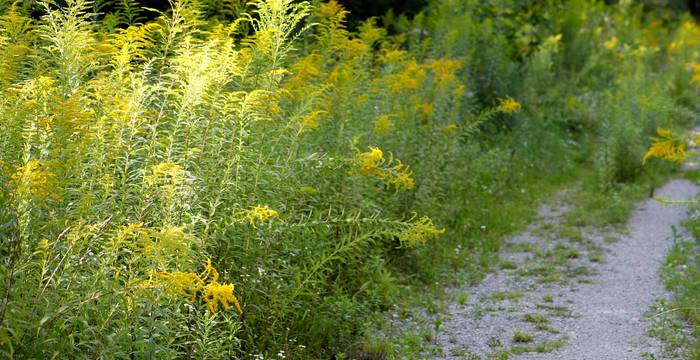 Kanadische Goldrute (Solidago canadensis)