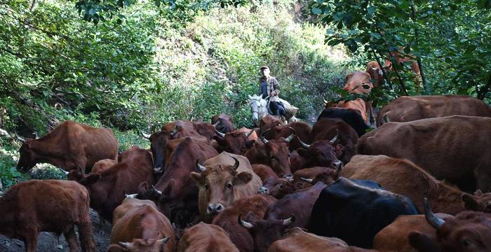 Un troupeau de vaches avec son berger à cheval en forêt