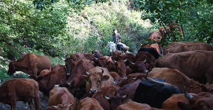 Eine Kuhherde mit Hirte im Wald © Bertrand Sansonnens