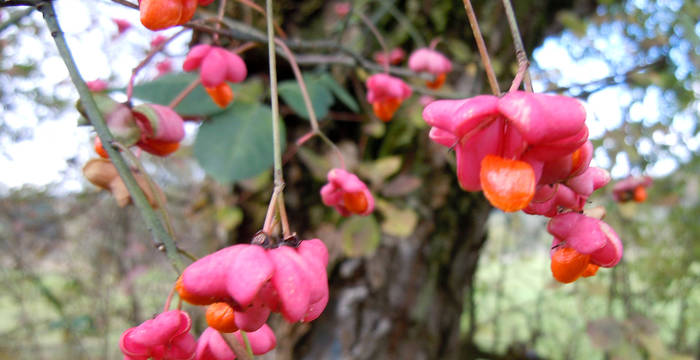 Bois-carré, bonnet-de-prêtre, fusain d'Europe (Euonymus latifolius) Susanna Meyer