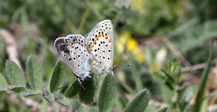 C’est le refuge de l’astragale sans tige, plante herbacée vivace dont se délectent les chenilles de l’azuré des astragales, un papillon alpin figurant sur la liste des espèces vulnérables.