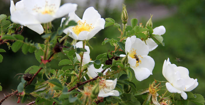 Rosier pimprenelle (Rosa pimpinellifolia)