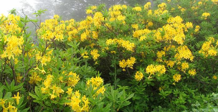 Rhododendron © Bertrand Sansonnens