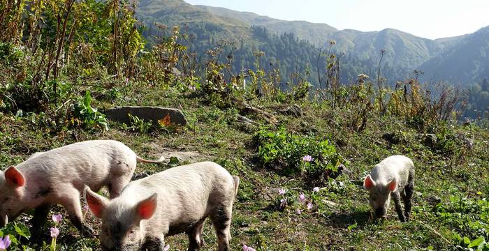 Schweineherde in Georgien