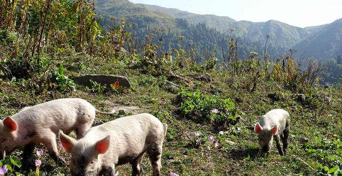 Schweineherde in Georgien © Bertrand Sansonnens