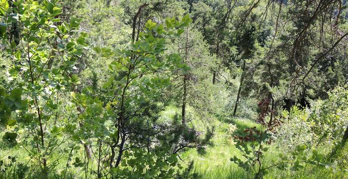 Im sonnigeren Wald fliegen die geschlüpften Falter. Hier finden die Falter ihre Partner.