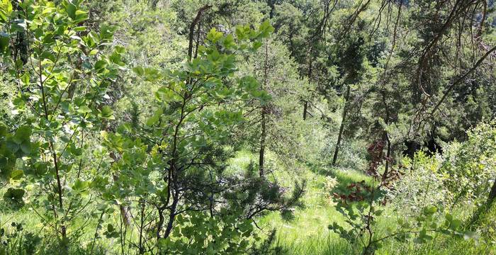 Im sonnigeren Wald fliegen die geschlüpften Falter. Hier finden die Falter ihre Partner. © Pro Natura Hausammann