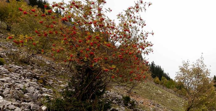 Sorbier des oiseleurs (Sorbus aucuparia)