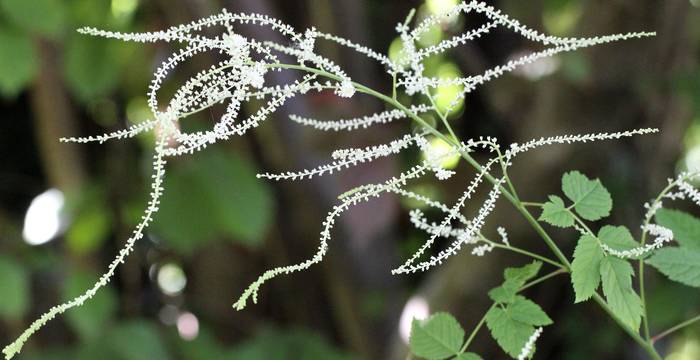 Wald-Geissbart (Aruncus Dioicus)