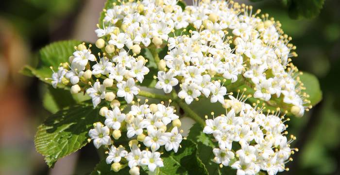 Wolliger Schneeball (Viburnum lantana)