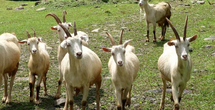 Un troupeau de chèvres en pleine nature