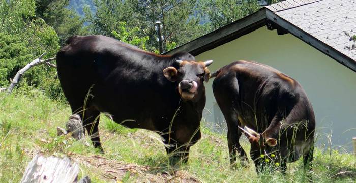 Zwergzebu geniesst den Weidegang © Pro Natura, Corinne Vonlanthen
