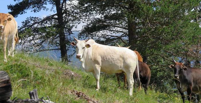 Le zébu nain - un paysagiste en herbe!