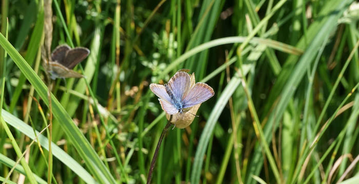 Schmetterling hat Blume gefunden