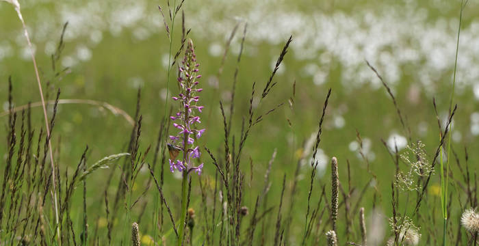 Artenreiche Blumenweise