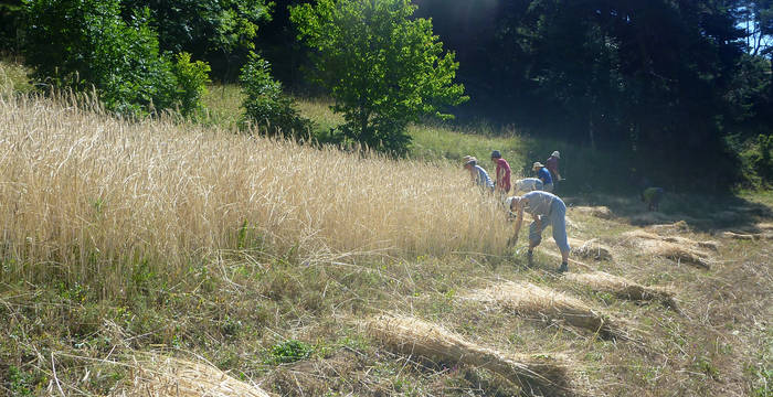 Moisson des céréales du jardin conservatoire des plantes cultivées d’Erschmatt. © Monika Wernli