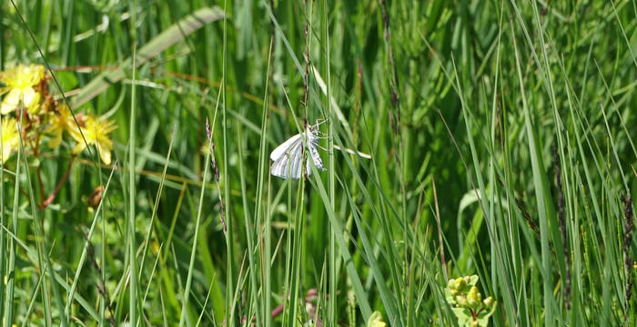 Artenreiche Blumenweise