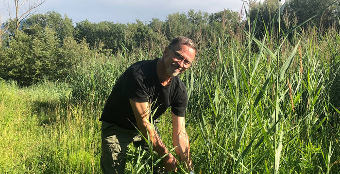 Engagement bénévole dans une réserve naturelle: Les néophytes envahissantes menacent la flore indigène. © Franziska Kissling