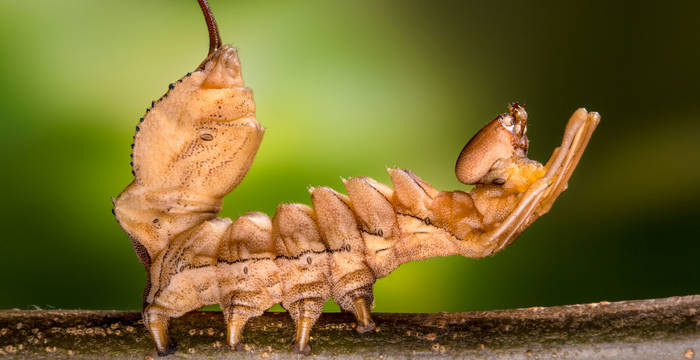 Bizarr: Raupe des Buchen-Zahnspinners  (Bild: naturepl.com / Alex Hyde)