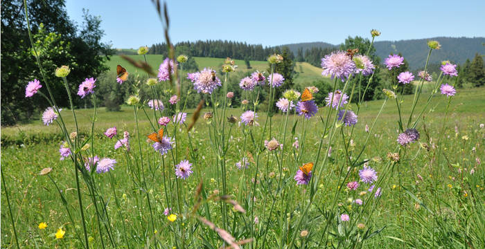 Bunter Strauss an Blumen und Schmetterlingen