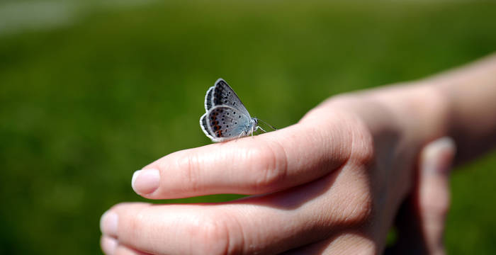 Schmetterling, wahrscheinlich auf der Suche nach Stickstoff