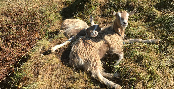 Siesta-Time bei den Wanderziegen