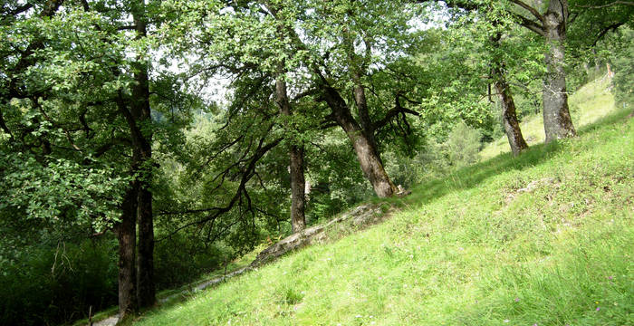 Zunächst wurden verbuschte Flächen ausgelichtet und Zaunsysteme erstellt.  © oekoskop