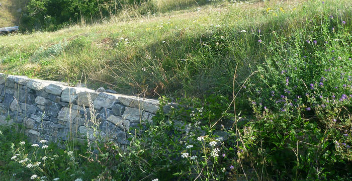 Les murs en pierres sèches sont des habitats importants pour beaucoup de plantes et d’animaux. Merci aux bénévoles pour cette réalisation! © Monika Wernli