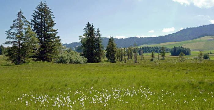 Blick auf die Moorlandschaft im Naturschutzgebiet