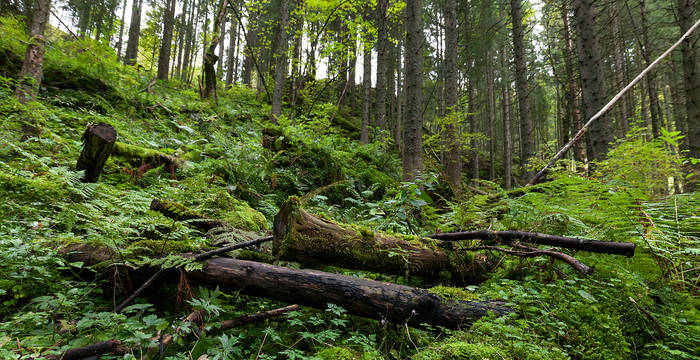 Naturwald Le Theussert im Jura
