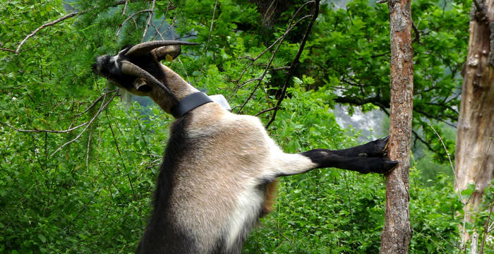 Geeignete Weidetiere halten die Trockenstandorte offen © oekoskop