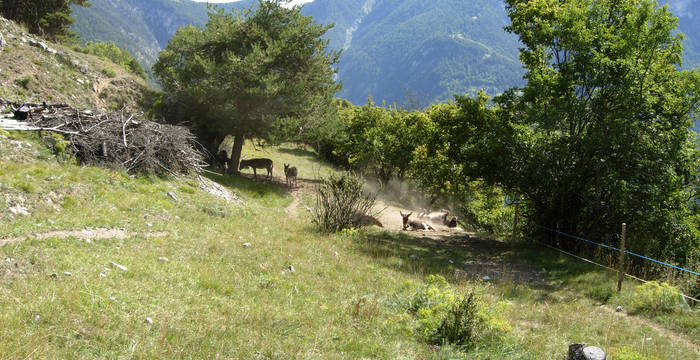 Wohlverdiente Ruhepause im Schatten