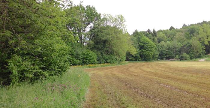 Landwirtschaftsfläche mit Mistaustrag und eingehaltenem Pufferstreifen © Sylvie Rotzetter
