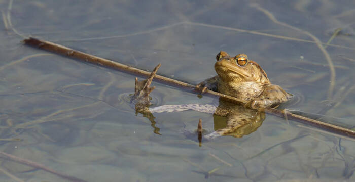 Crapaud commun (Bufo bufo)