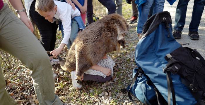 Un arbre abattu par un castor