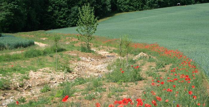 Hintereggbach, Wenslingen ©Regula Waldner
