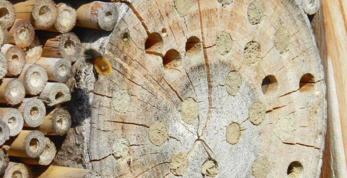 Wildbiene vor dem Insektenhotel © Sylvie Rotzetter