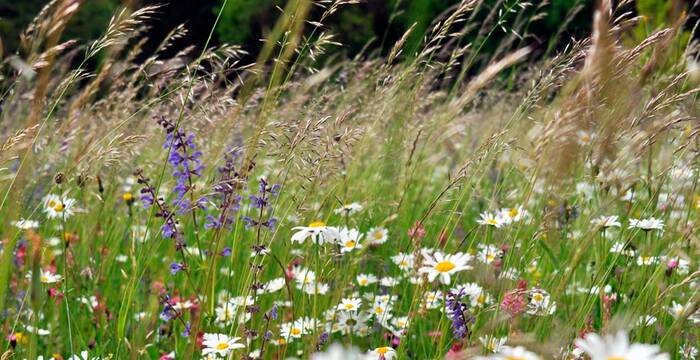 Blumenwiese