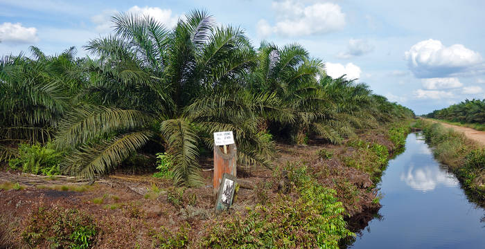 Palmölplantage © Bertrand Sansonnens