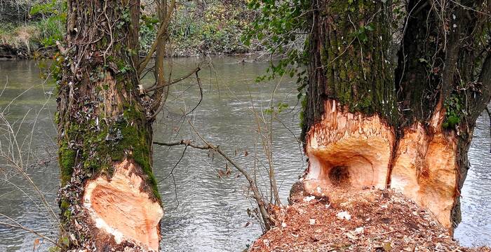 Biberspuren Reinacherheide