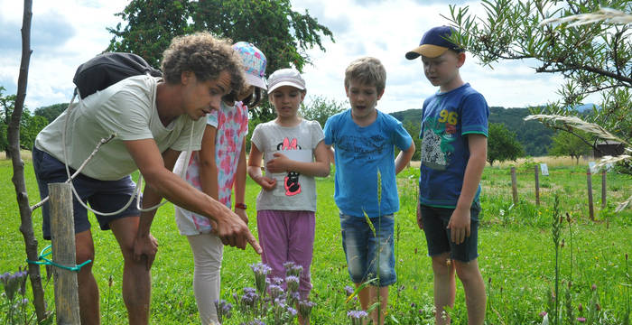 Une abeille sauvage en train de butiner