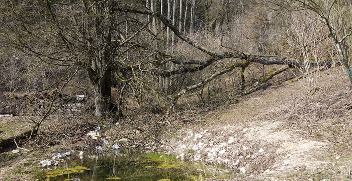 Weiher im Schutzgebiet