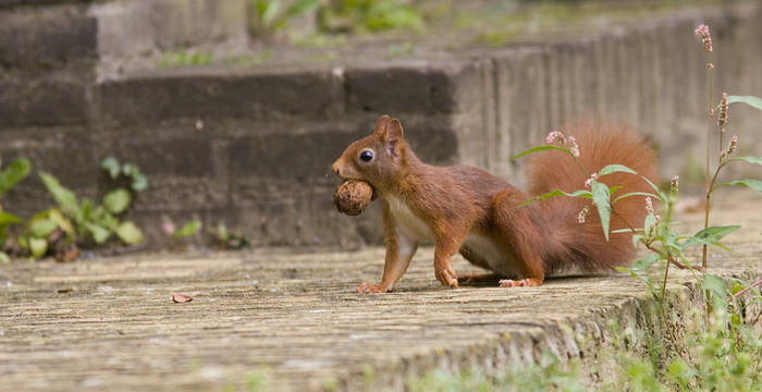 Eichhörnchen mit Nuss